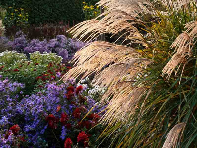 Landscaping With Miscanthus Sinensis Chinese Silver Grass 8112